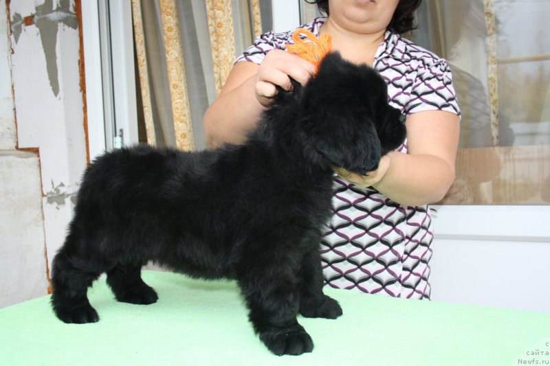 Фото: щенки питомника Черный Шарм 