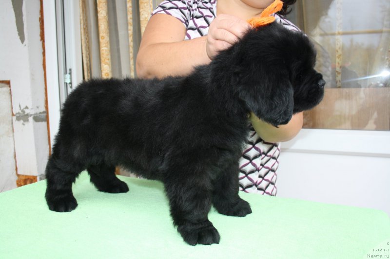 Фото: щенки питомника Черный Шарм 