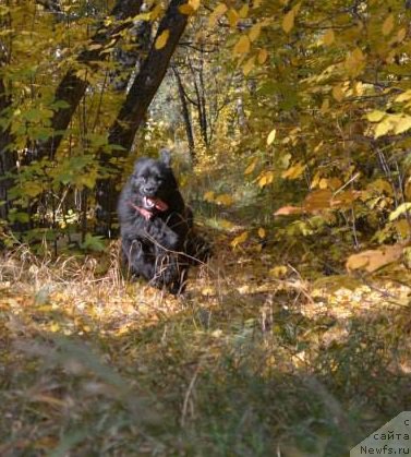 Фото: ньюфаундленд YEkspressiya Ledi v CHernom (Экспрессия Леди в Черном)