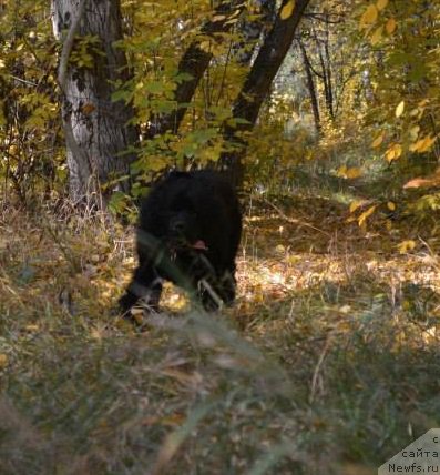 Фото: ньюфаундленд YEkspressiya Ledi v CHernom (Экспрессия Леди в Черном)