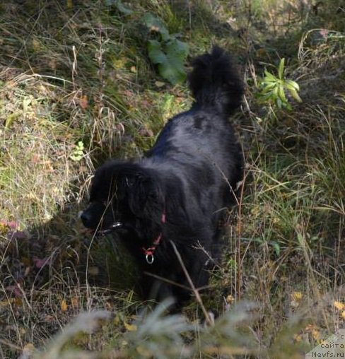 Фото: ньюфаундленд YEkspressiya Ledi v CHernom (Экспрессия Леди в Черном)