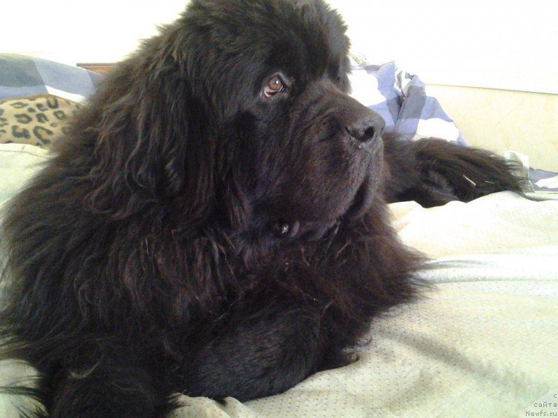 Фото: ньюфаундленд Byella Moss Gregori (Бэлла Мосс Грегори)