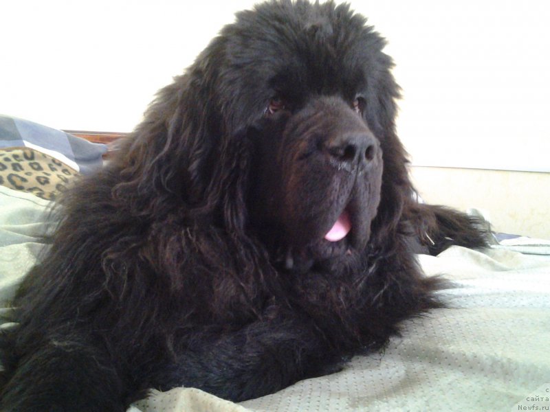 Фото: ньюфаундленд Byella Moss Gregori (Бэлла Мосс Грегори)