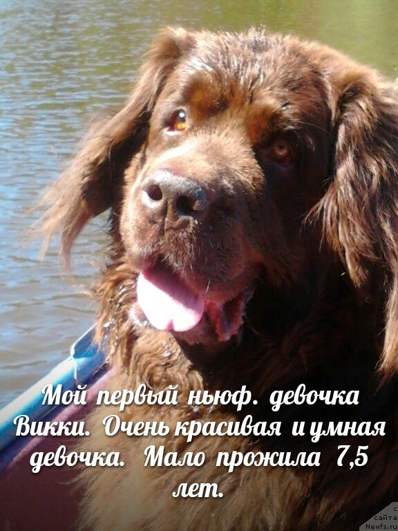 Фото: ньюфаундленд N'yu Speys Viva Viktoriya (Нью Спейс Вива Виктория)