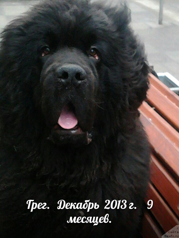 Фото: ньюфаундленд Byella Moss Gregori (Бэлла Мосс Грегори)