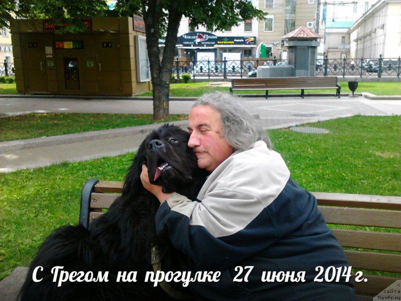 Фото: ньюфаундленд Byella Moss Gregori (Бэлла Мосс Грегори)