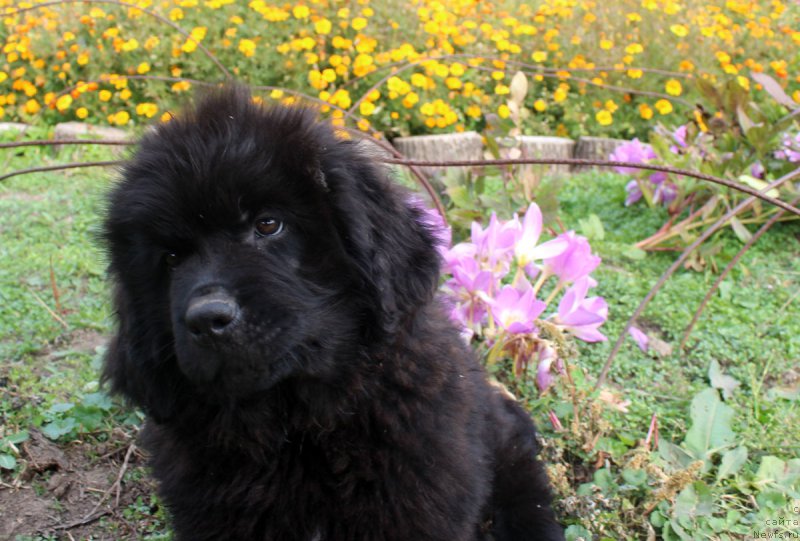 Фото: ньюфаундленд Brownblood MSK Harricane Higgins (Браунблад МСК Харрикейн Хиггенс)