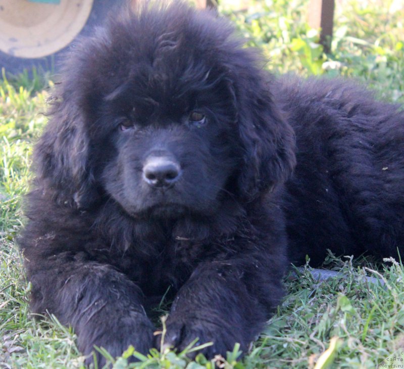 Фотография № 165042