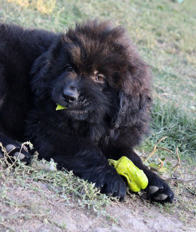 Фотография № 165043