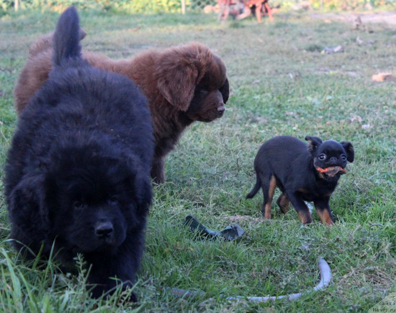 Фото: ньюфаундленд Brownblood MSK Harricane Higgins (Браунблад МСК Харрикейн Хиггенс)