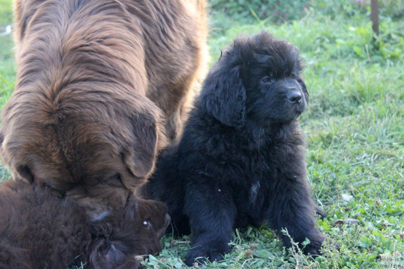 Фотография № 165049