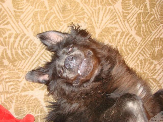 Фото: Смигар Чат Чейни