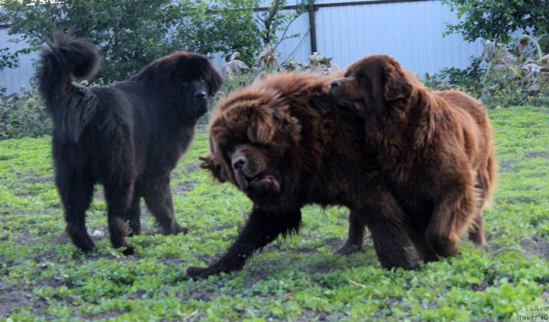 Фото: ньюфаундленд Mercedes Vialiki Miadzvedz (Мерседес Вялiкi Мядзведзь), ньюфаундленд Charmer Denkam Bronze (Чармер Денкам Бронз), ньюфаундленд Velikiy Medved' Kameliya (Великий Медведь Камелия)