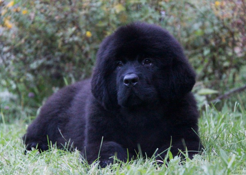 Фото: ньюфаундленд Akvatoriya Kelvin Amazing Vyeyv (Акватория Келвин Амазинг Вэйв)