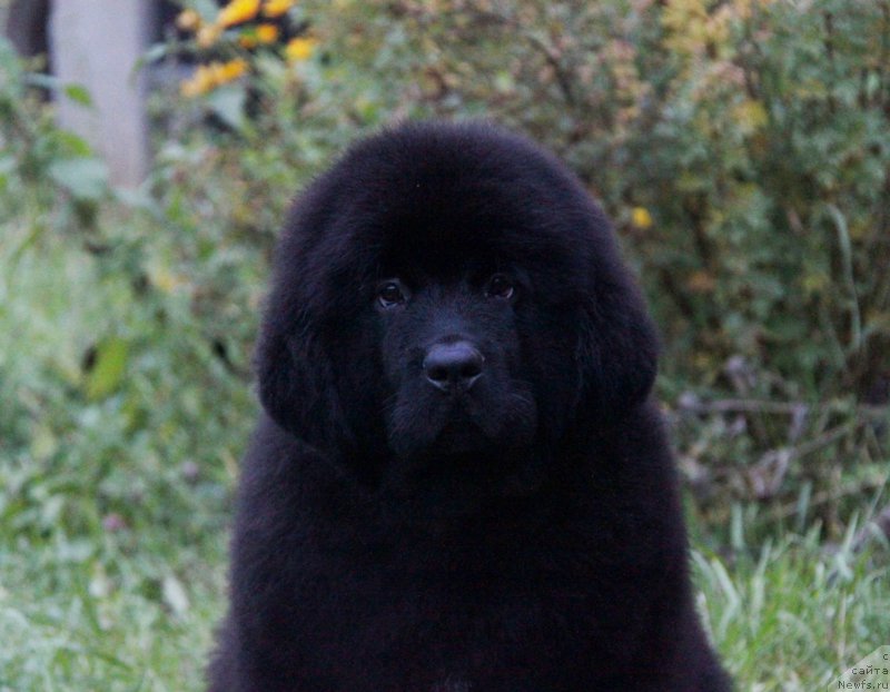 Фото: ньюфаундленд Akvatoriya Kelvin Amazing Vyeyv (Акватория Келвин Амазинг Вэйв)