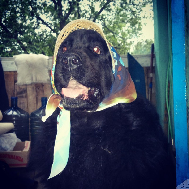 Фото: ньюфаундленд Velikiy Medved' Zagadka (Великий Медведь Загадка)