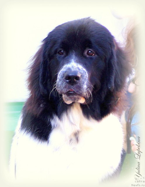 Фото: ньюфаундленд Sent Djons Intriga (Сент Джонс Интрига)