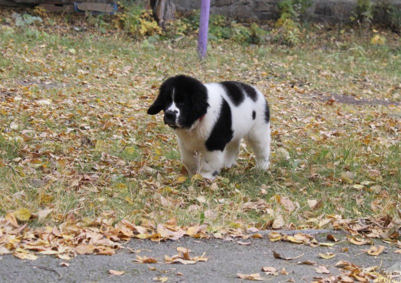 Фотография № 165083