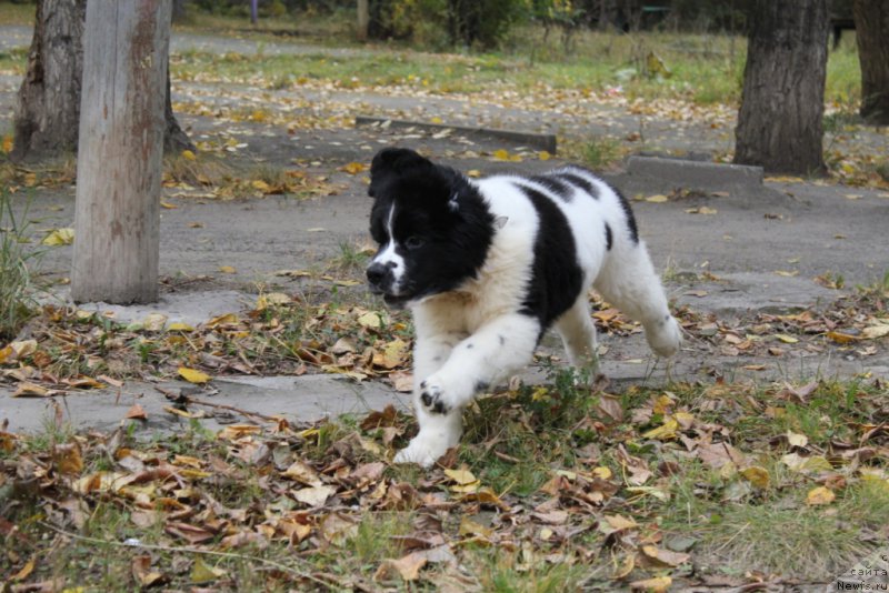 Фотография № 165084