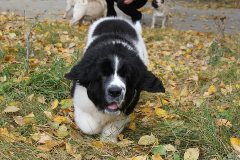 Фотография № 165085