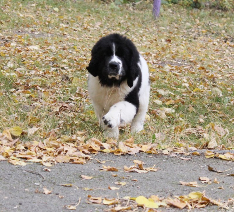 Фото: ньюфаундленд Mag Ispolin Obi-Van Kenobi (Маг Исполин Оби-Ван Кеноби)