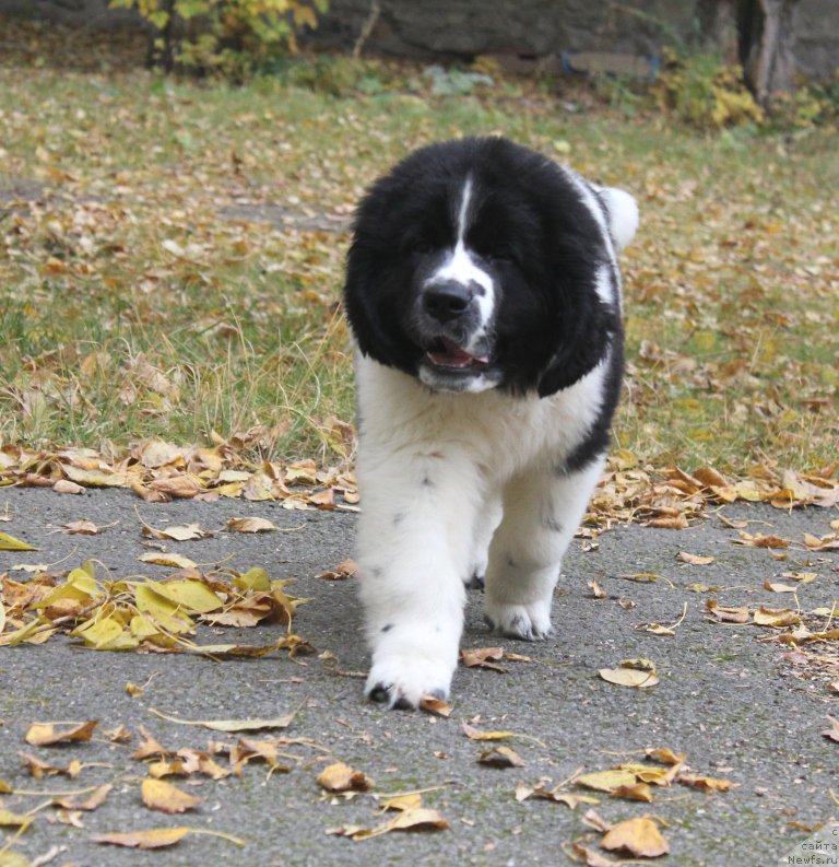 Фото: ньюфаундленд Mag Ispolin Obi-Van Kenobi (Маг Исполин Оби-Ван Кеноби)