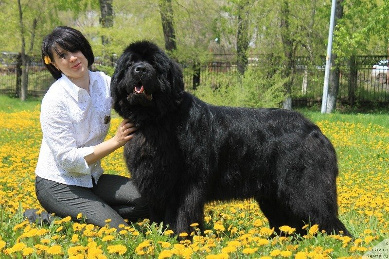 Фото: ньюфаундленд Bears Cove Lucky Break