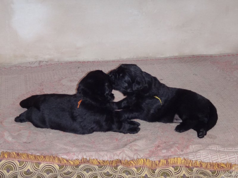 Фото: от Сибирского Медведя 