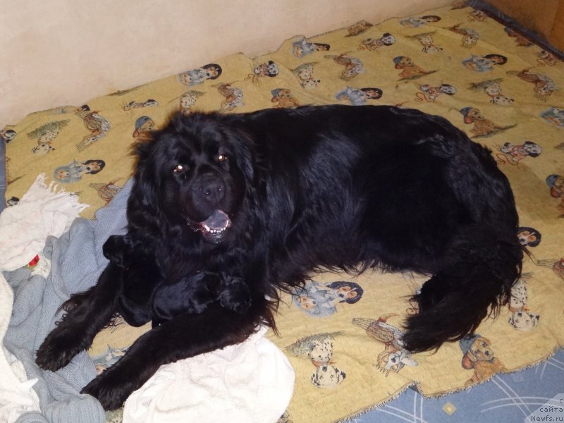 Фото: Царевна Ночи от Сибирского Медведя и дети 