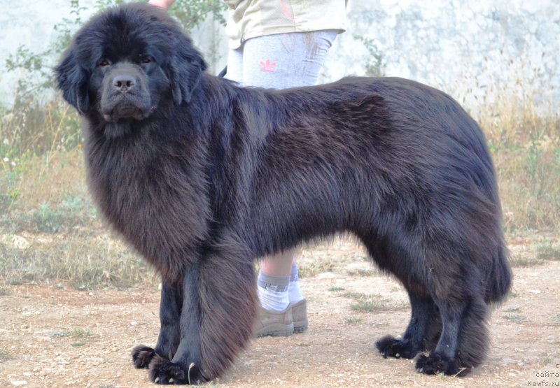 Фото: ньюфаундленд Whitney Houston Kara Deniz