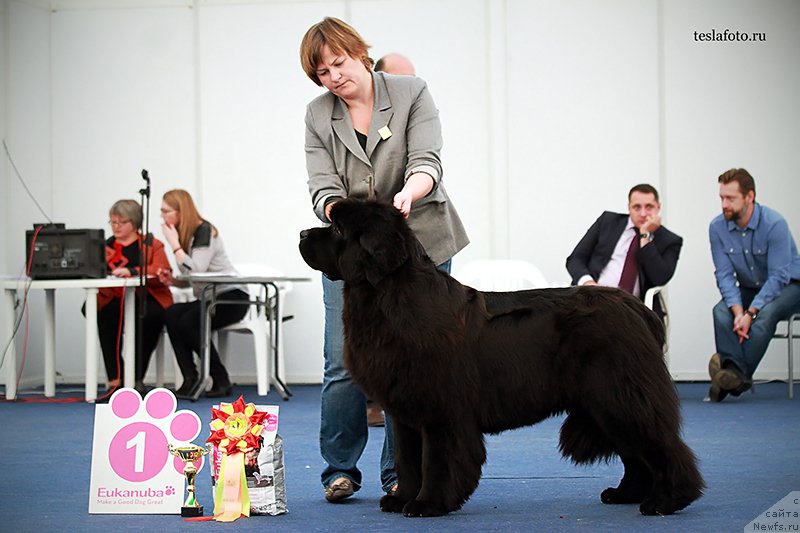 Фото: ньюфаундленд Aquatoriya Kelvin Undisputed Wins (Акватория Келвин Ундиспьютид Винс)