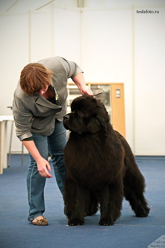 Фото: ньюфаундленд Aquatoriya Kelvin Undisputed Wins (Акватория Келвин Ундиспьютид Винс)
