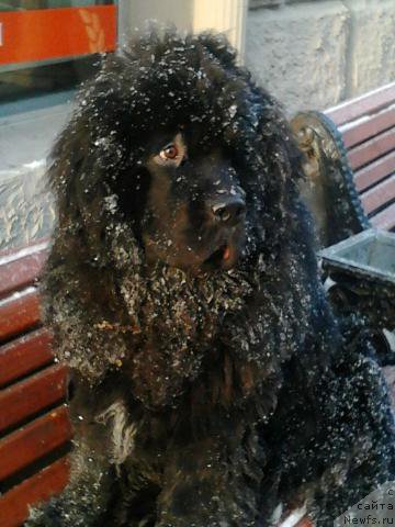 Фото: ньюфаундленд Byella Moss Gregori (Бэлла Мосс Грегори)