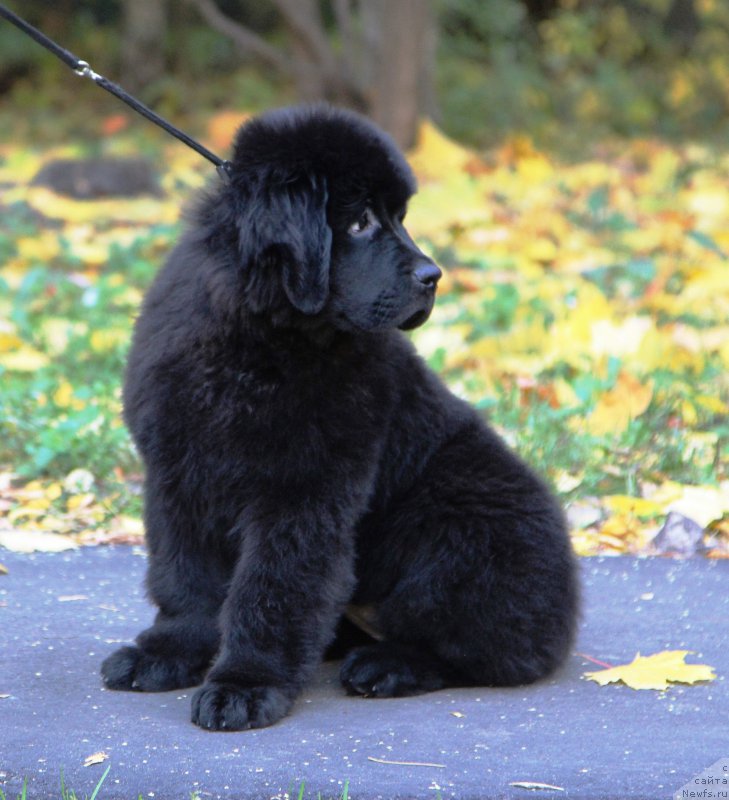 Фото: ньюфаундленд Harrieta Embodiment of a Great Pretender (Хариетта Ембодимент оф а Греат Претендер)