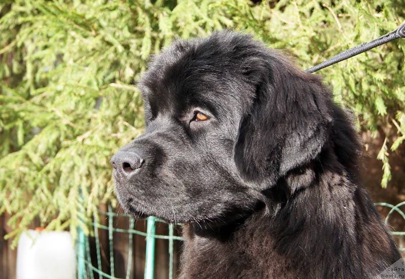 Фотография № 165165