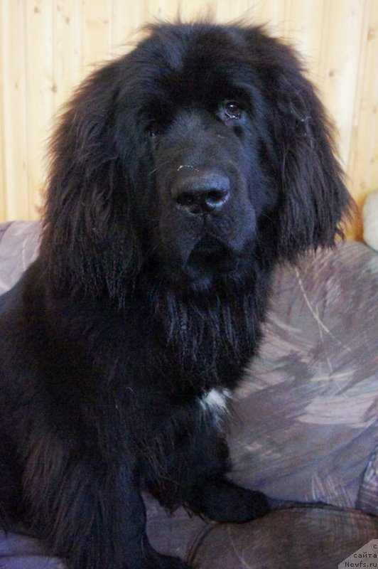 Фото: ньюфаундленд Super Bizon Lilavati Leksa (Супер Бизон Лилавати Лекса)