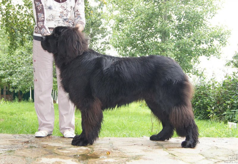 Фото: ньюфаундленд Super Bizon Lilavati Leksa (Супер Бизон Лилавати Лекса)