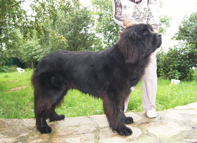 Фото: ньюфаундленд Super Bizon Lilavati Leksa (Супер Бизон Лилавати Лекса)