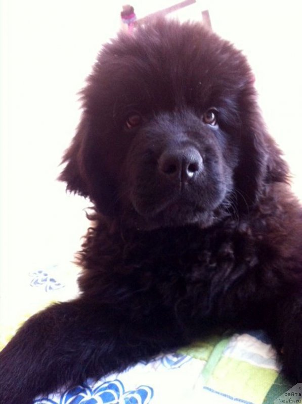 Фотография № 165175