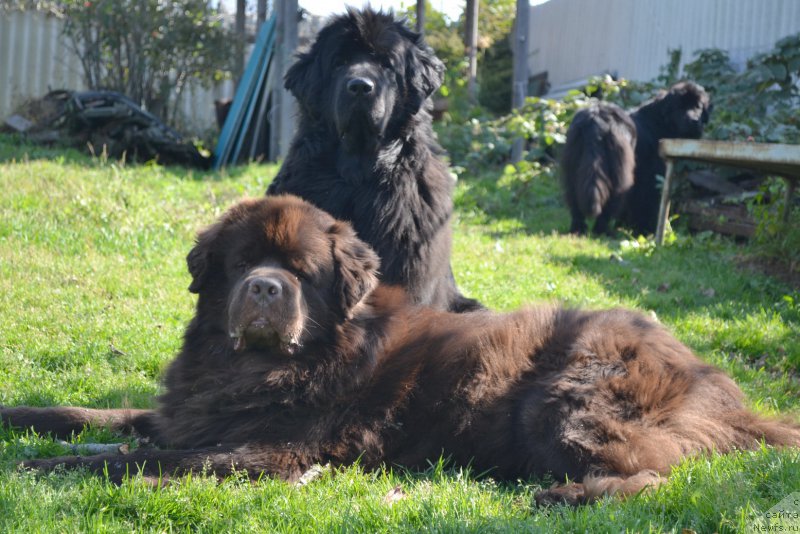Фото: ньюфаундленд I'm Little Princess Midnight Bear, ньюфаундленд Aquatoriya Kelvin Riverdance (Акватория Келвин Риверданс)