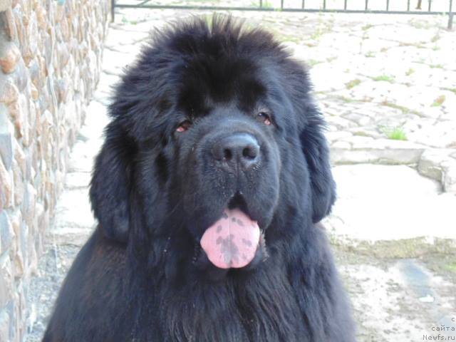 Фото: ньюфаундленд Njufort Shawn Wallmar Triumph (Ньюфорт Шон Волмари Триумф)