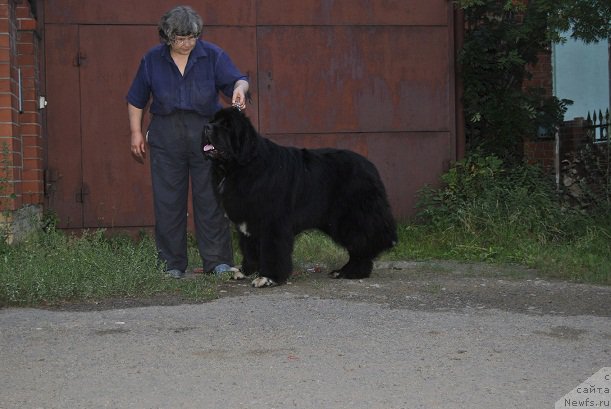 Фото: ньюфаундленд Promise To Love Midnight Bear (Promise To Love Midnight Bear), Nadejda Ermilova (Надежда Ермилова)