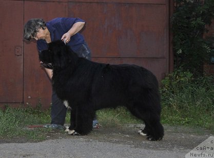 Фото: ньюфаундленд Promise To Love Midnight Bear (Promise To Love Midnight Bear), Nadejda Ermilova (Надежда Ермилова)