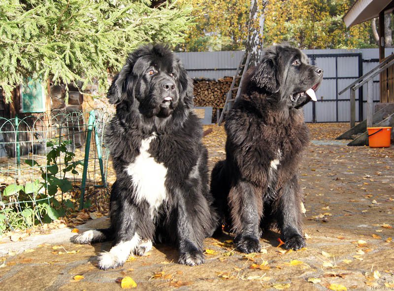 Фото: ньюфаундленд Super Bizon Indiya (Супер Бизон Индия), ньюфаундленд Super Bizon Lakshmi Lana (Супер Бизон Лакшми Лана)