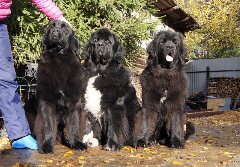 Фотография № 165197