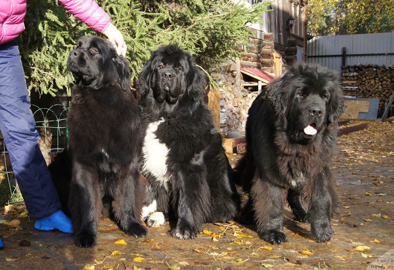 Фотография № 165198