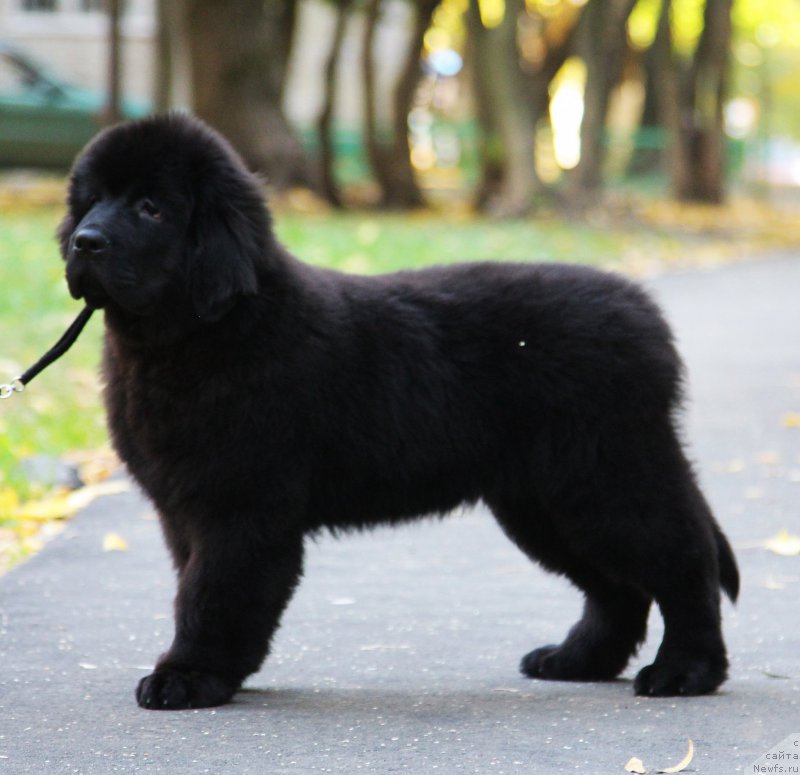 Фотография № 165206