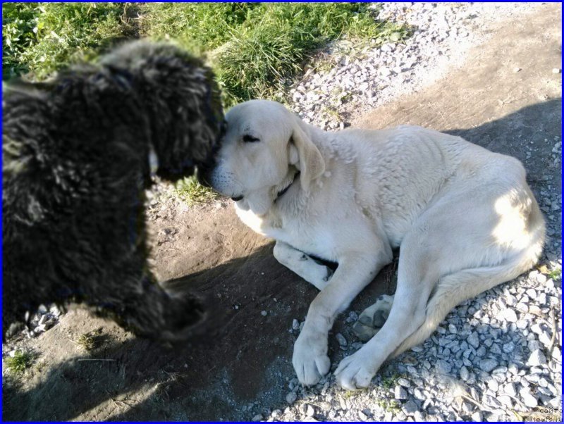Фото: ньюфаундленд N'yufort Lapochka Dochka (Ньюфорт Лапочка Дочка), Lena Zyirina (Лена Зырина), ФРАНКО