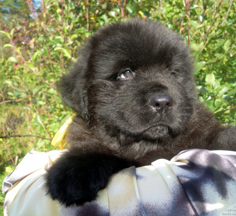 Фотография № 165269