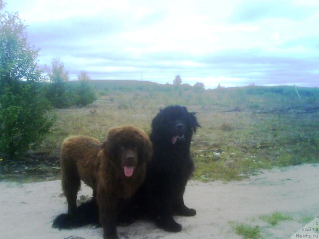 Фото: ньюфаундленд Zenon Zacharovannyiy Princ (Зенон Зачарованный Принц), ньюфаундленд Bavariya (Бавария)
